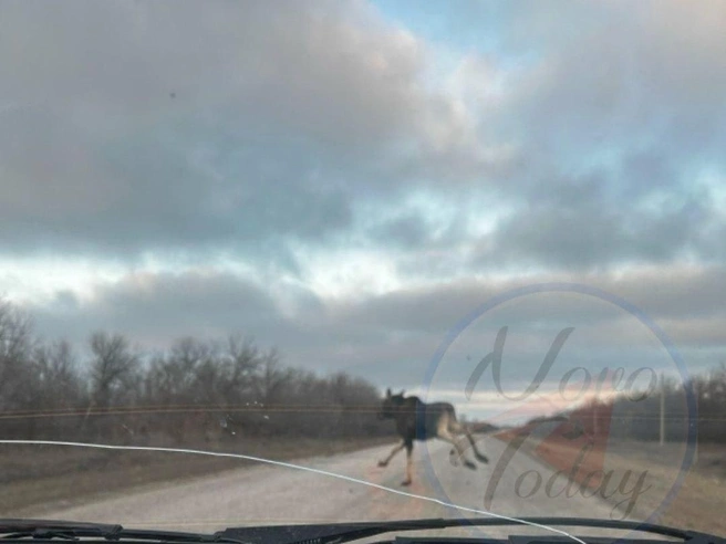 Лось перебегает автомобильную трассу перед машиной, которая движется по ней. | Источник: «Новоаннинский сегодня» / t.me