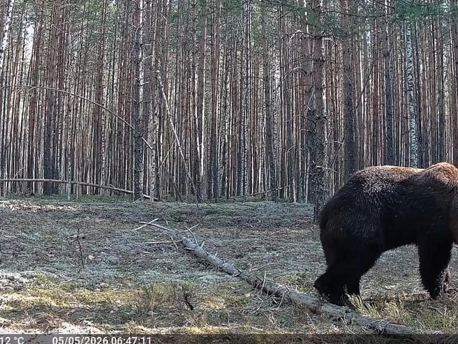 Медведь заметил фотоловушку на дереве | Источник: Руслан Шамсутдинов / Telegram