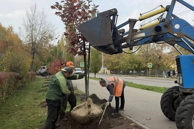 В Липецке высаживают краснолистные дубы
