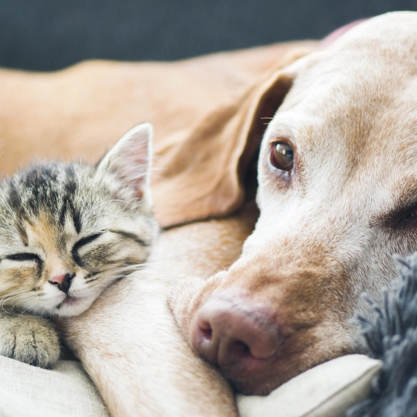 Источник: Shutterstock/Fotodom.ru