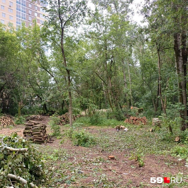 Видно, что участок почти полностью расчистили  | Источник: Читатель 59.RU 
