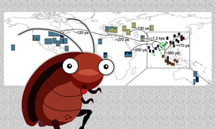 Великий тараканий путь: составлена карта распространения насекомых по миру