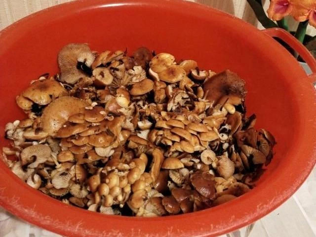 Источник: Топиарий Великолепный / Грибы в Подмосковье 2025 / VK.com