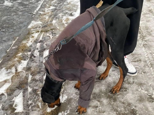 По словам свидетелей, пятно на одежде представляет собой кровь добермана. | Источник: читатель E1.RU