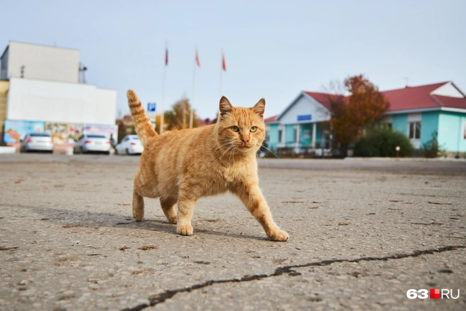 Еще один житель Кинельского | Источник: Роман Данилкин / 63.RU