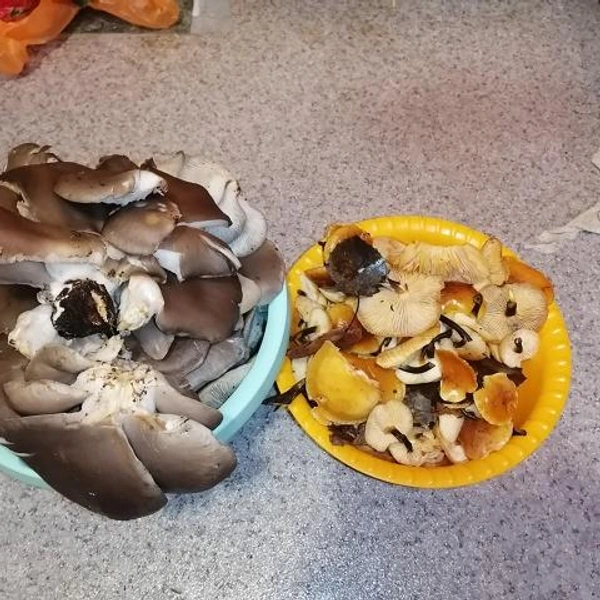 Источник: Кс К… / Грибы в Подмосковье 2025 / VK.com