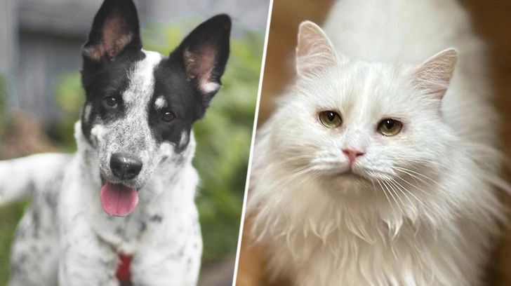 Котопёс недели: возьмите из приюта ласковую кошку-белоснежку Клаудию или дружелюбного щенка Бести | Источник: приют «Бирюлево»