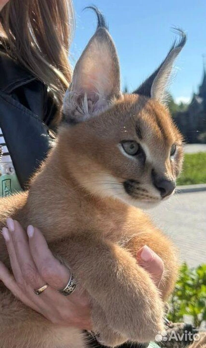 За внешностью маленького «Пикачу» скрывается порода с дикими корнями  | Источник: Avito
