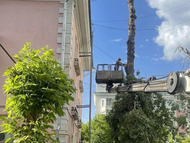 Пышные тополя после урагана превратились в унылые обрубки | Источник: администрация Челябинска