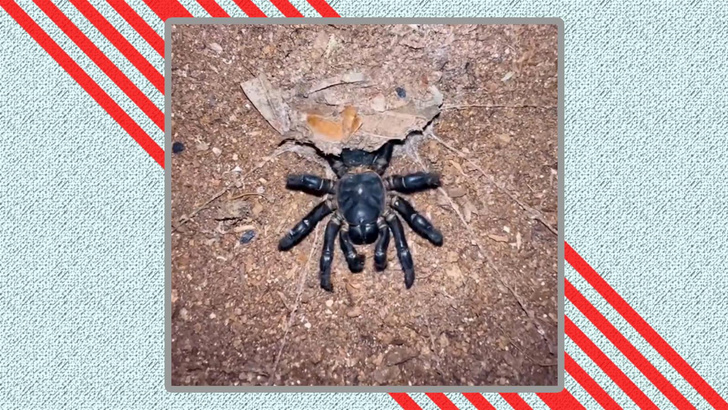 У жука не было шансов: посмотрите, как охотится «люковый» паук ктенизид