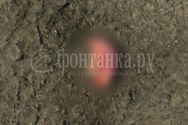 Откушенное ухо | Источник: FONTANKA.RU