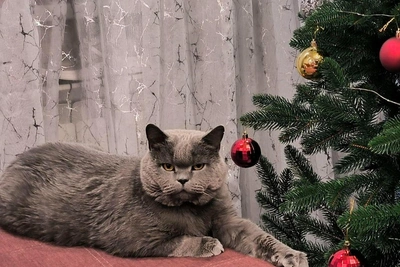 Novosibirsk residents share cat photos to challenge world's best
