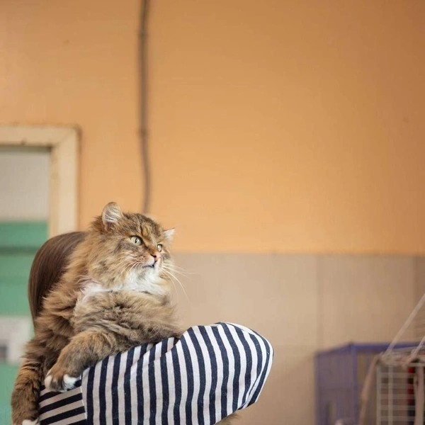 Источник: Елена Гасанова