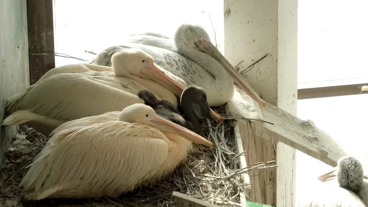 Уже ест рыбу сам: Московский зоопарк впервые показал птенца розовых пеликанов
