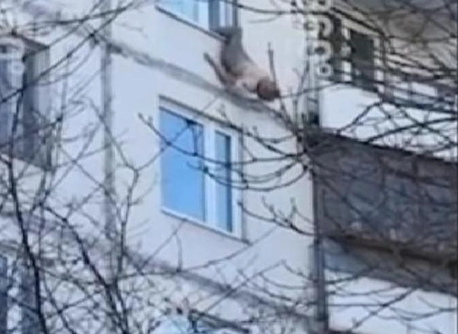 В Москве выпавшая из окна пенсионерка зацепилась за карниз (видео) | ya62.ru