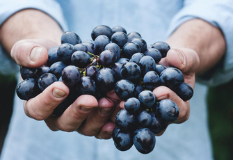 Польза и вред винограда: способен омолодить, но приводит к вздутию живота