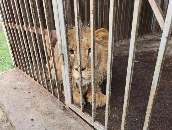 Лев Симба, изъятый у частного владельца на Ставрополье, переехал в Крым | Источник: Пресс-служба Росприроднадзора