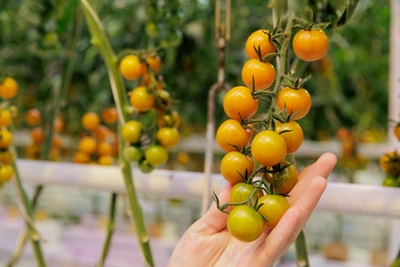 Когда и как сеять томаты на рассаду — советы агронома