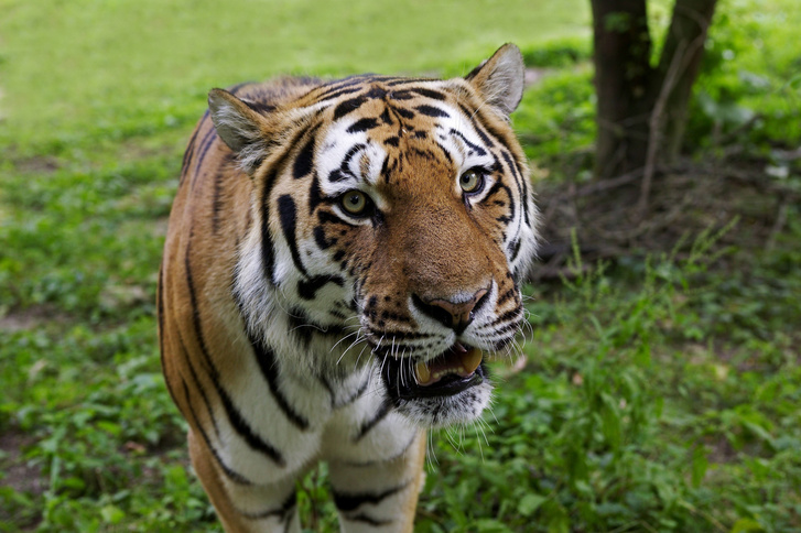 Ученые подсчитали количество подвидов тигра