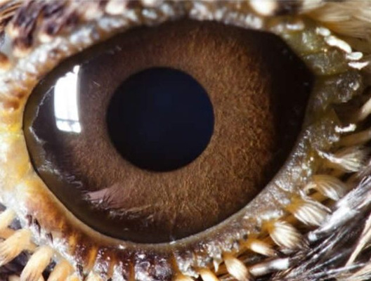 Quiz: Угадай животное по макроснимку его глаза