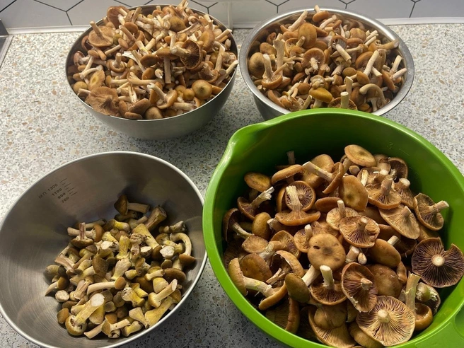 Источник: Полина Ратникова / Грибы в Подмосковье 2025 / VK.com