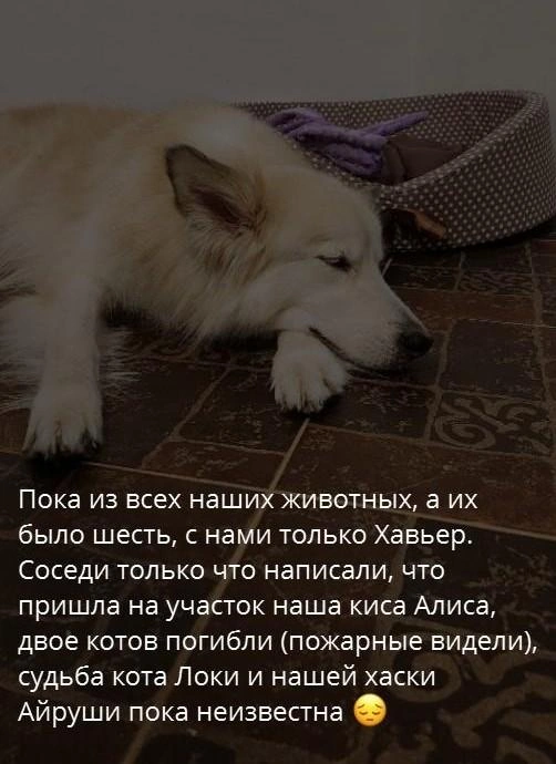 Источник: Зоя Числова / T.me