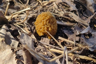 В Уральских лесах появились первые сморчки