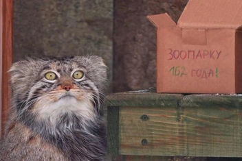 10+ смешных и милых фото манула Тимофея: как вам главный московский холостяк?