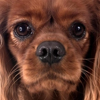 Кинг-чарльз-спаниель и его родственник кавалер: две королевские породы