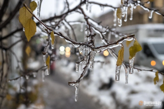 Местами было до +2 °C | Источник: Михаил Огнев / FONTANKA.RU