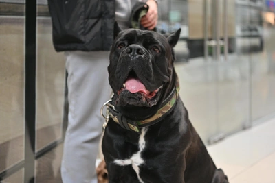 Samara Man Sentenced for Commanding Dog to Attack Police