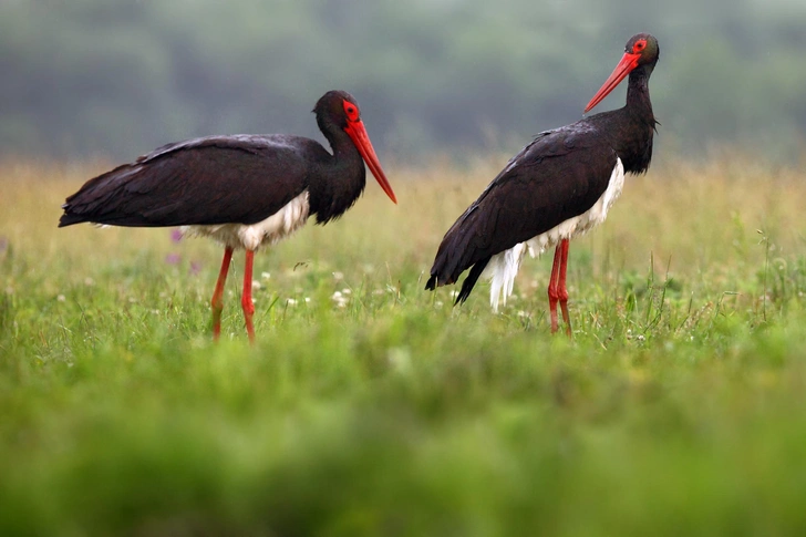 Источник: Karel Bartik via Shutterstock/Fotodom.ru