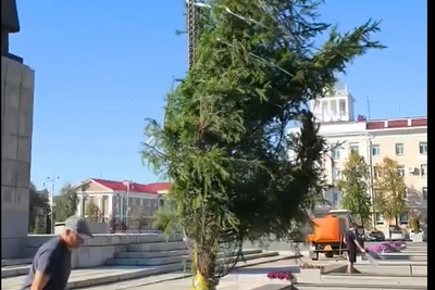 В Кургане начали высаживать новые ели
