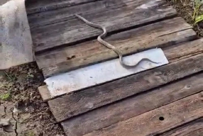 Змеи вышли из спячки на дачах под Волгоградом