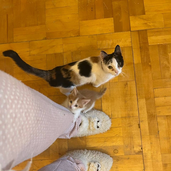 Кошка очень любит людей и ходит за ними хвостом | Источник: Приют «Счастливый хвост»