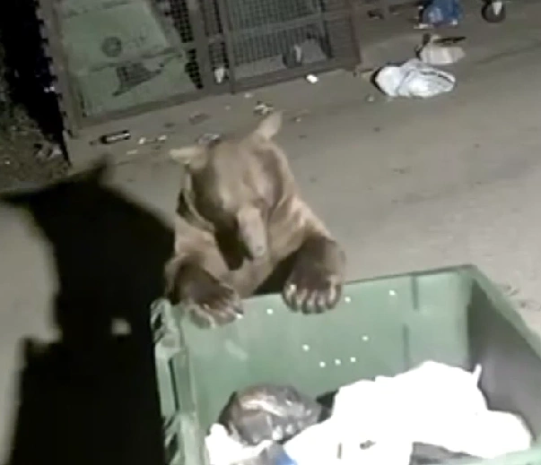 Мусор по ночам лучше не выносить — примета плохая | Источник: Сочи с огоньком /telegram