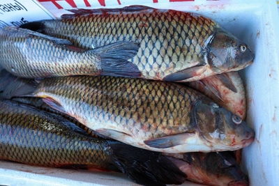 Путин о ценах на рыбу и проблеме дефицита