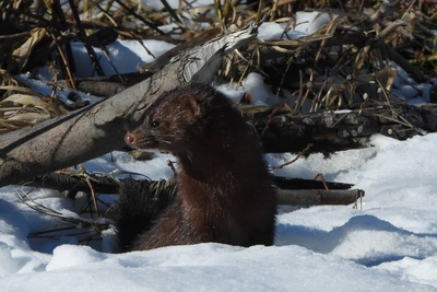 Брачный сезон американских норок в Нижне-Свирском заповеднике