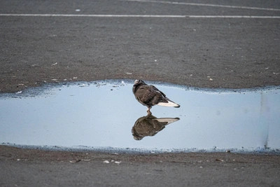 Владивосток выделил 47 миллионов на информирование населения