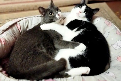 Кошек-сестер Люси и Муси ищут дом в Новосибирске