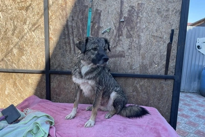 Собак погибшей омской зоозащитницы пристроили волонтеры