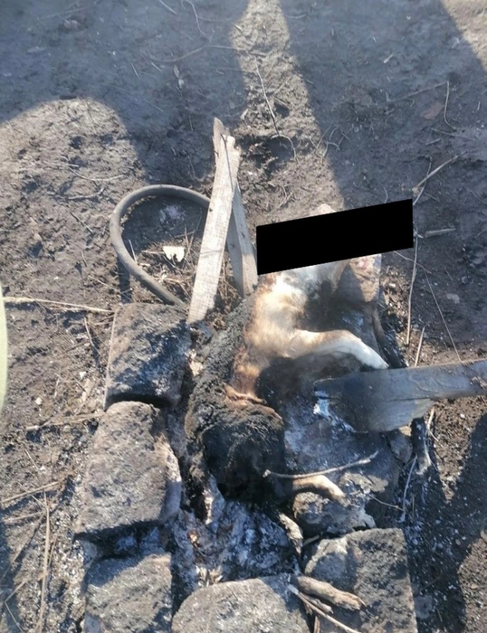 Тело бедной собачки лежало прямо на кострище там, где обычно жители жарят шашлыки | Источник: «Социальное движение Достойные» / vk.com