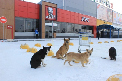 Solntsev Summons Three District Heads Over Dog Contracts