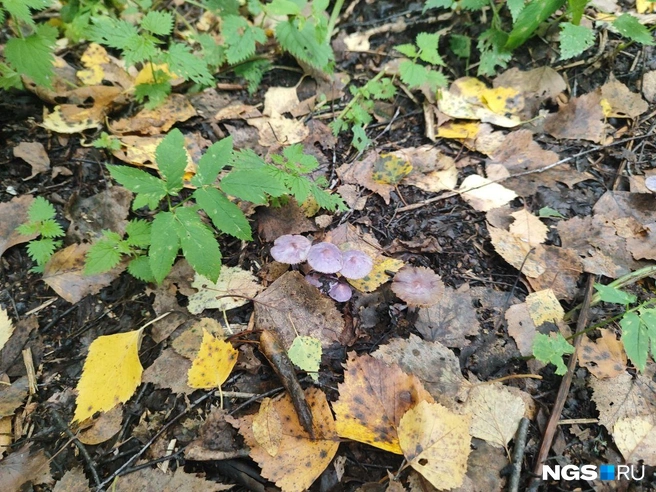 Грибы растут группами | Источник: Александра Бруня / NGS.RU