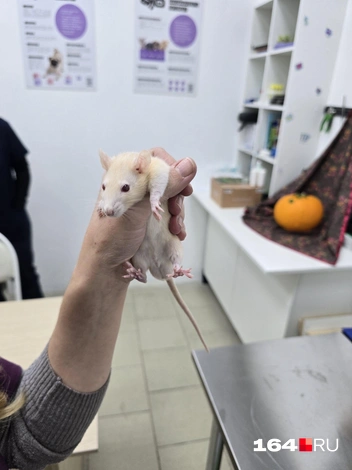 Крыса здорового человека | Источник: Семен Коротов-Майбах / 164.RU