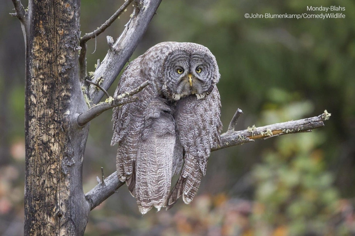 Самые смешные зверушки в дикой природе — финалисты фотоконкурса Comedy Wildlife Photography Awards — 2023. Окончательная часть