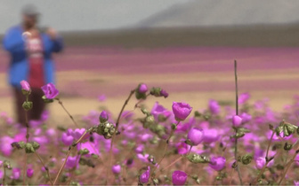 В Чили зацвела самая сухая в мире пустыня