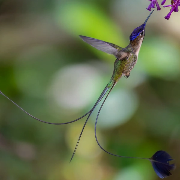 Самец ракетохвостой колибри демонстрирует свой длинный хвост. Провинция Бонгара, Перу | Источник: Dustin Chen / Wildlife Photographer of the Year 2025