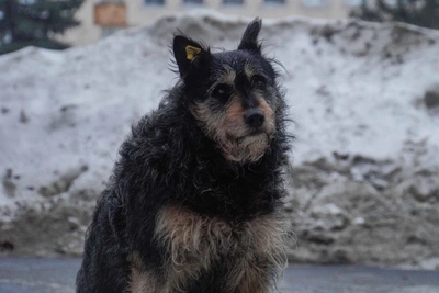 Дело о сотнях трупов животных в приюте «Забытые сердца»