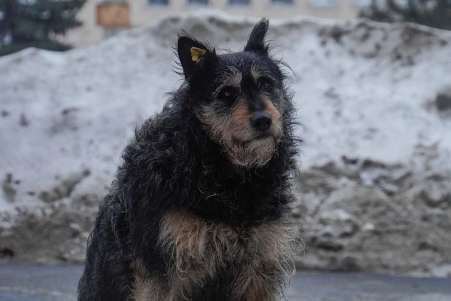 Мэрия Оренбурга разместила 16-й тендер на отлов бродячих собак | Источник: Евгений Софийчук / NGS55.RU